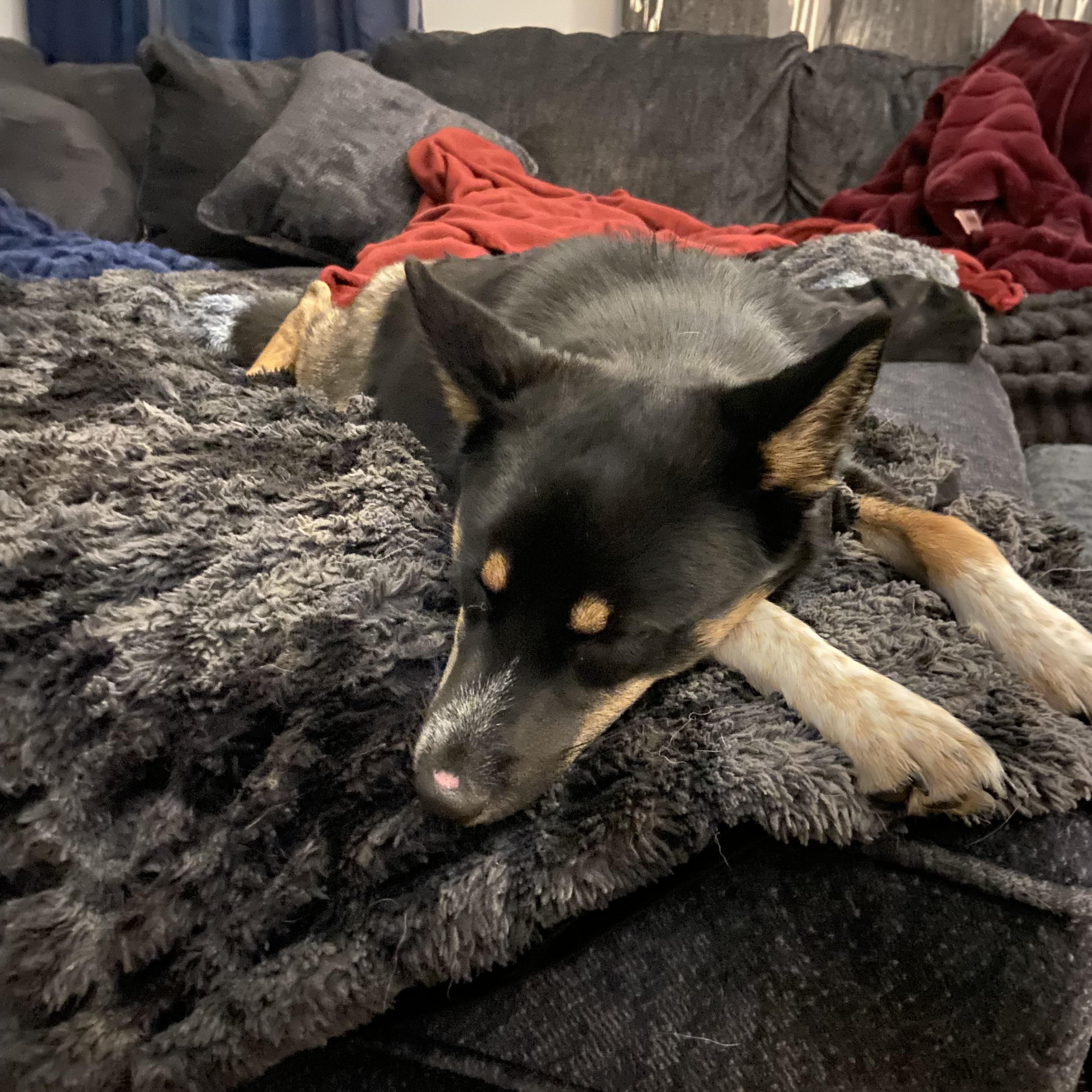 Enlarge Echo, a Adoptable Shiba Inu in Brentwood, TN image 5/5