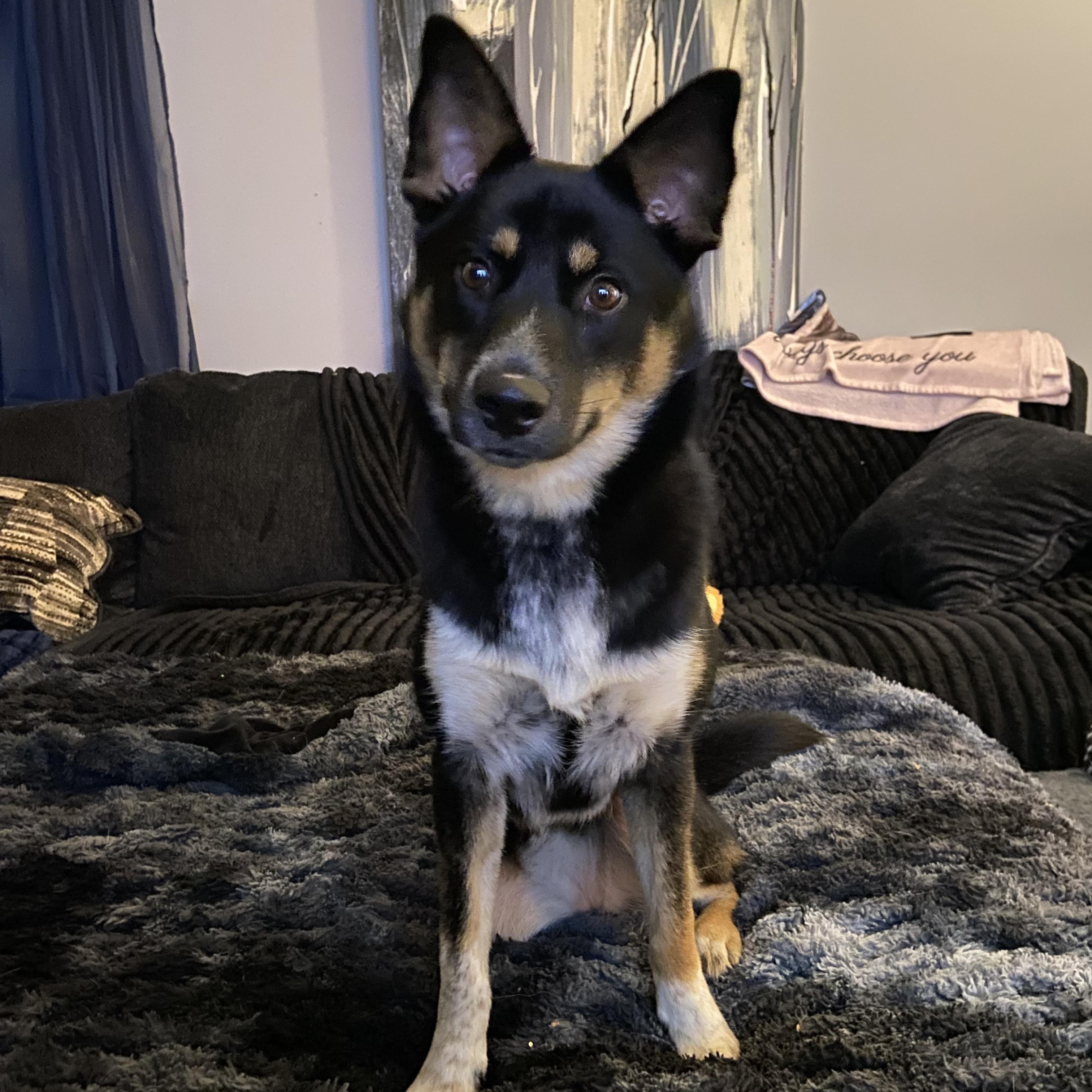 Echo, Adoptable, Young Female Shiba Inu.