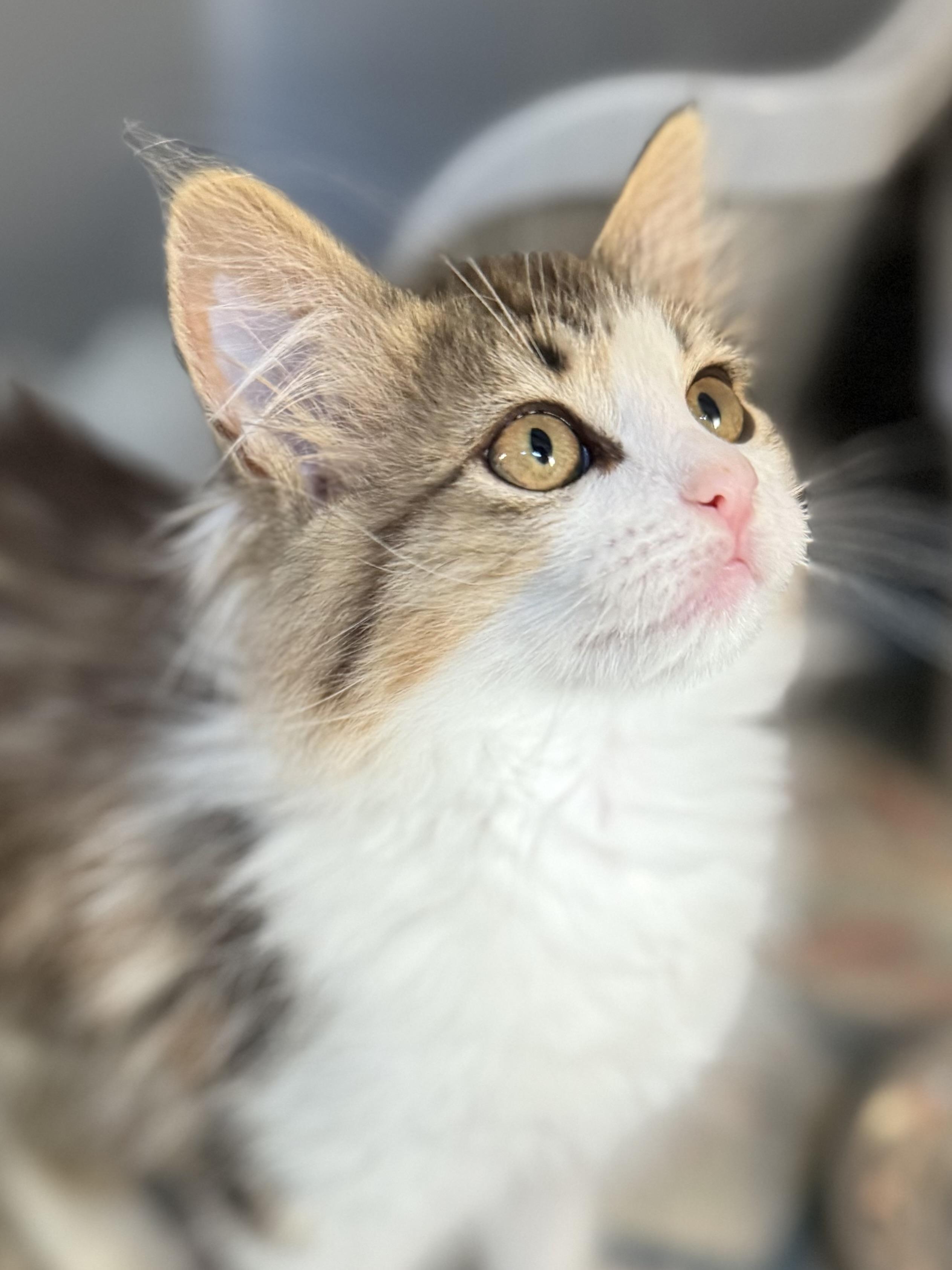 Lilly, an adoptable Domestic Medium Hair in Missoula, MT, 59804 | Photo Image 1