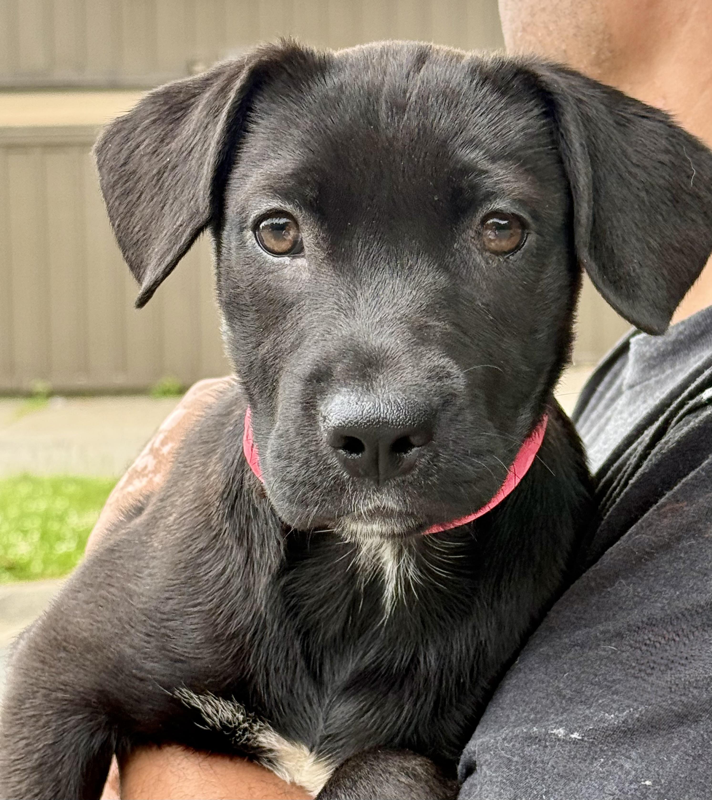 Francesca, a ADOPTABLE mixed breed in Albany, NY image 3/5