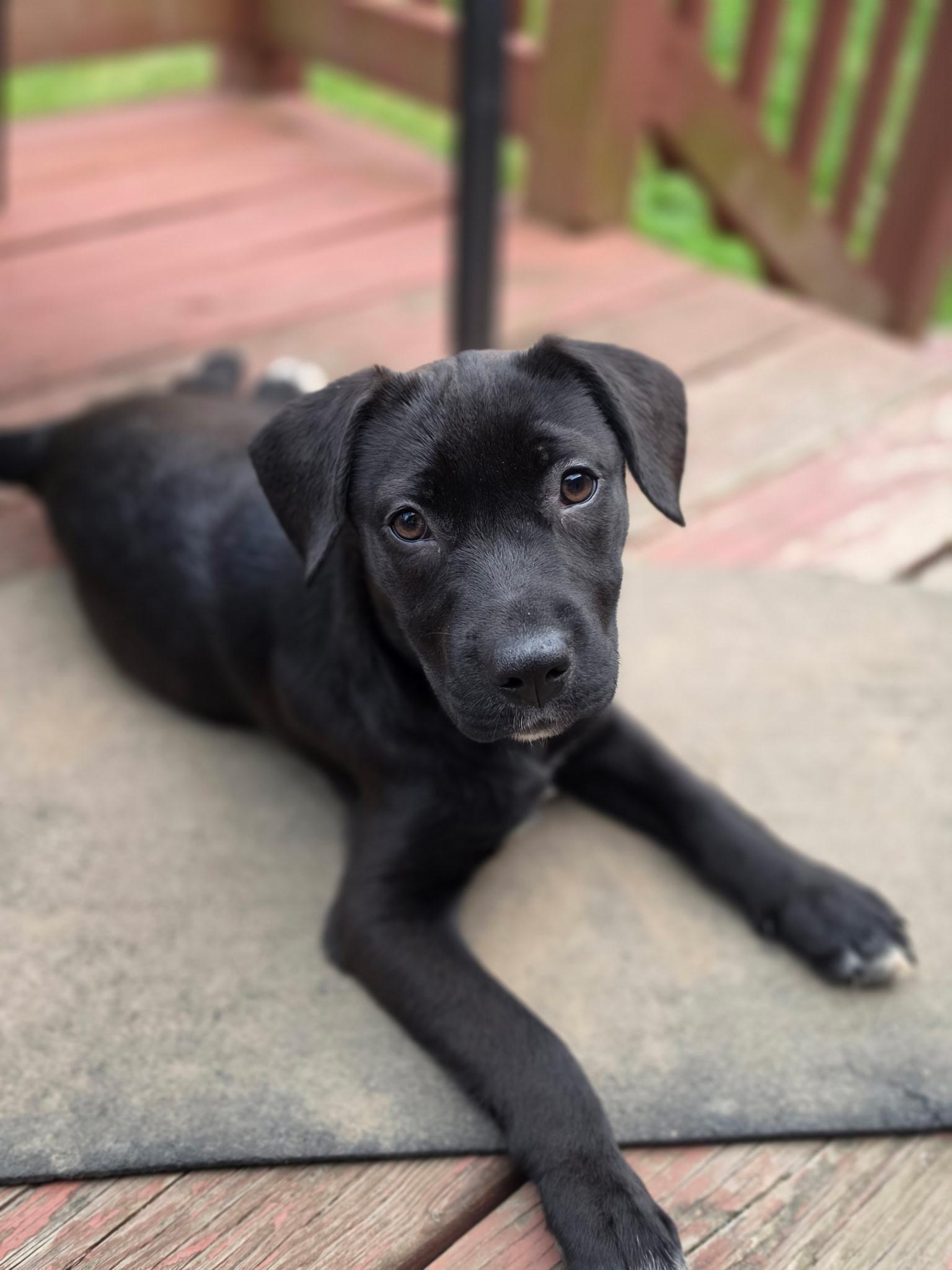 Francesca, a ADOPTABLE mixed breed in Albany, NY image 5/5