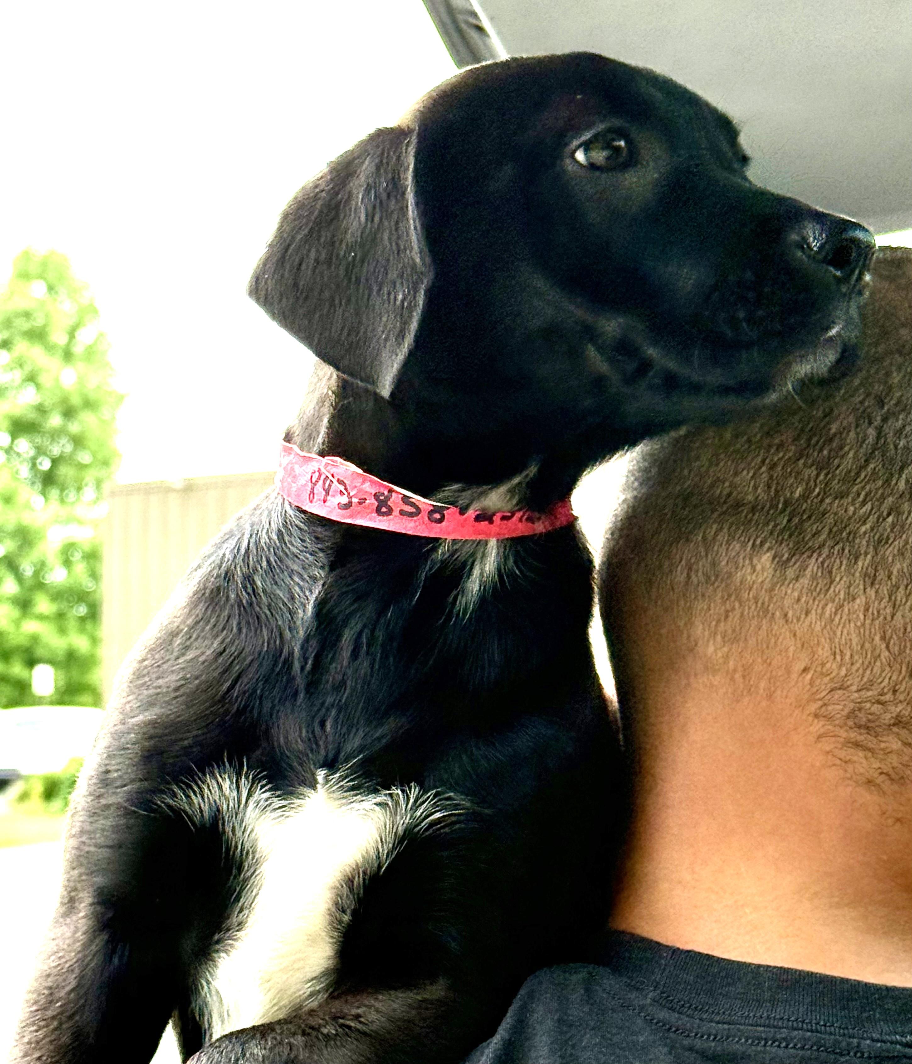 Francesca, ADOPTABLE, Puppy Female Black Labrador Retriever & Golden Retriever.