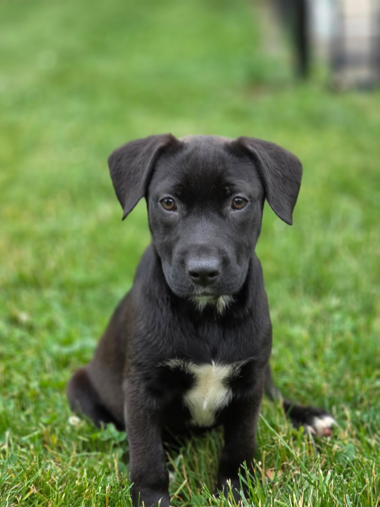 Francesca, a ADOPTABLE mixed breed in Albany, NY image 2/5
