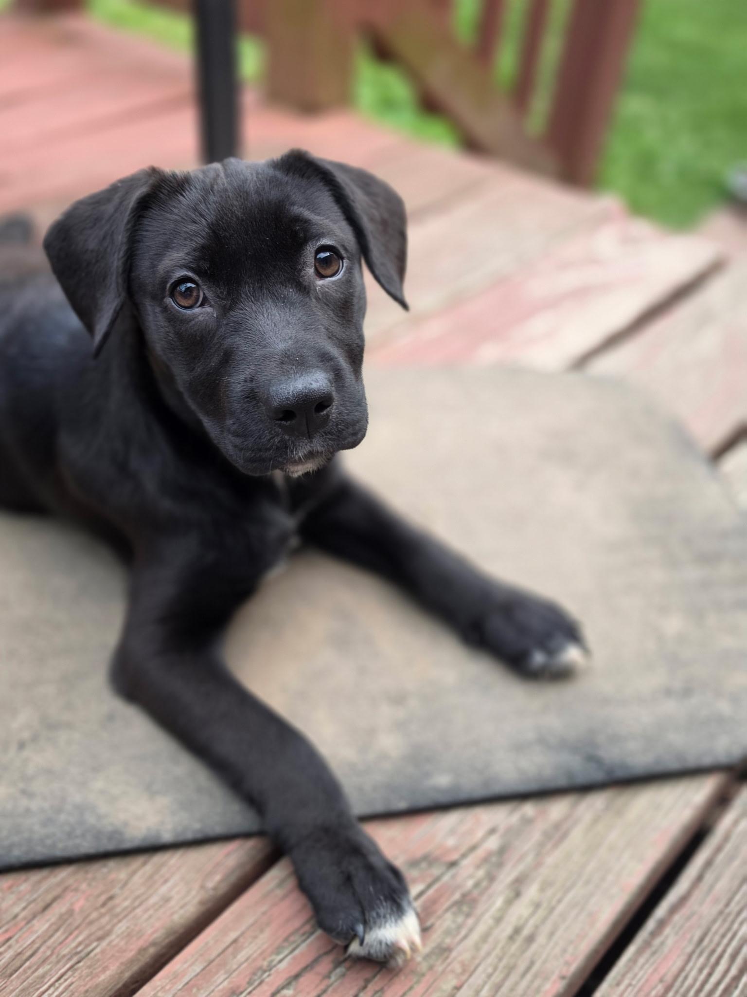 Francesca, a ADOPTABLE mixed breed in Albany, NY image 4/5