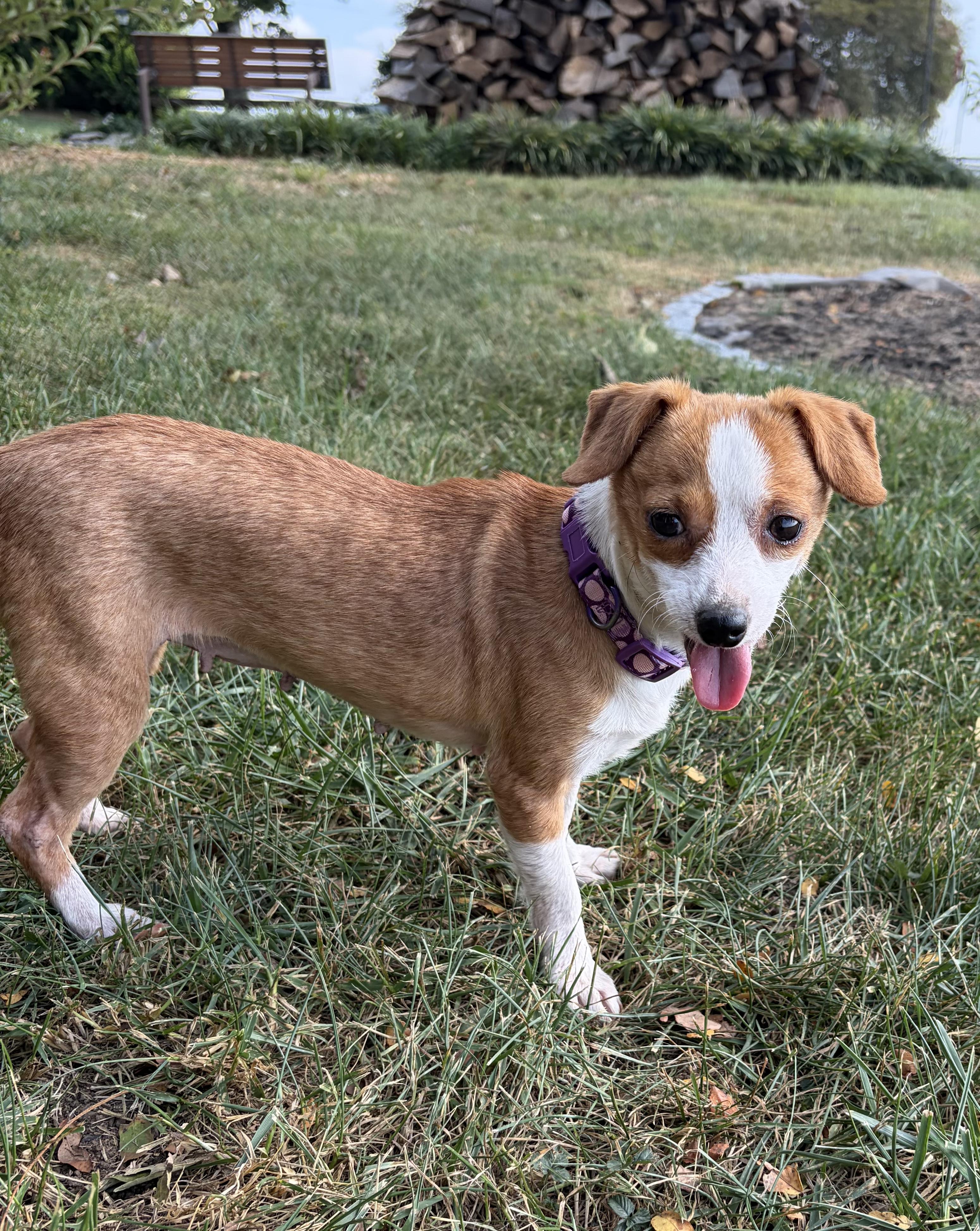 Enlarge Peachy pie, a Adoptable Chiweenie in Lexington, KY image 1/6