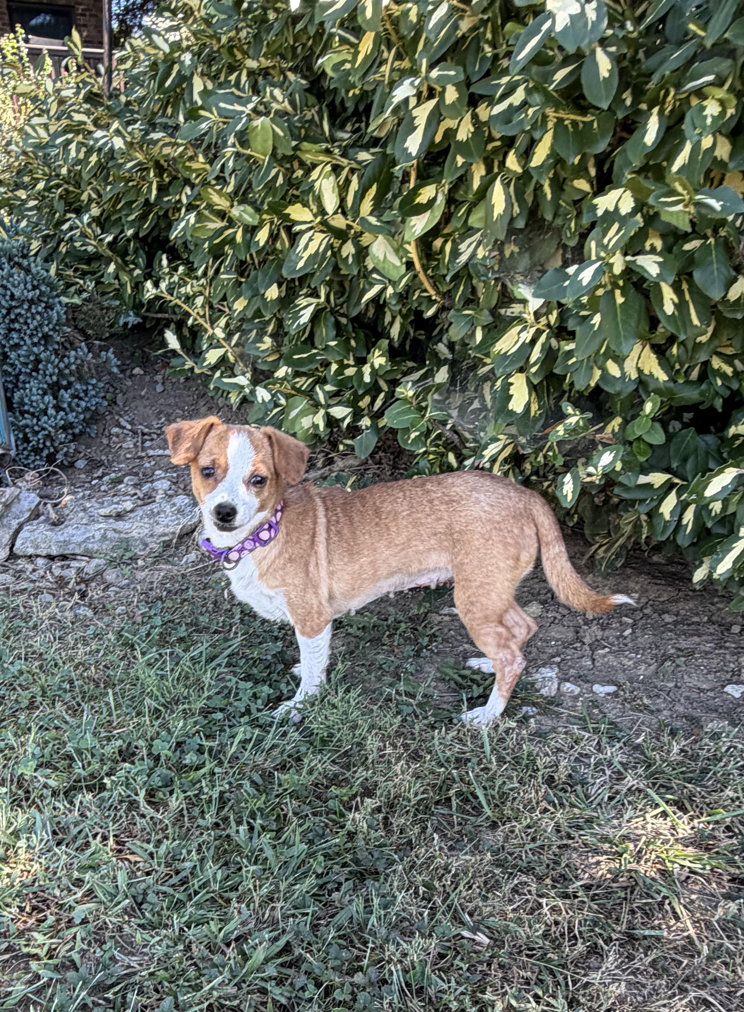 Enlarge Peachy pie, a Adoptable Chiweenie in Lexington, KY image 3/6