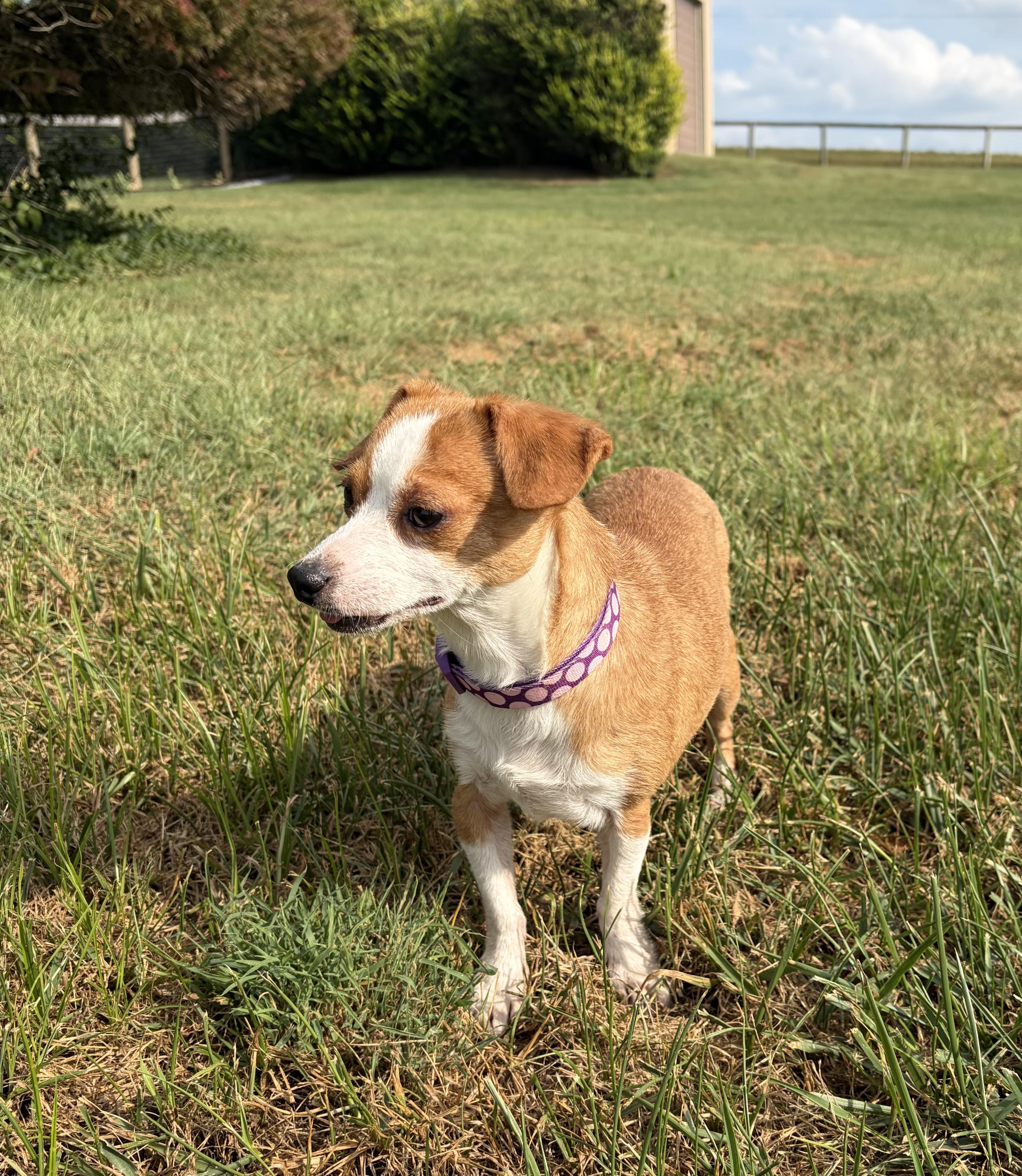 Enlarge Peachy pie, a Adoptable Chiweenie in Lexington, KY image 6/6