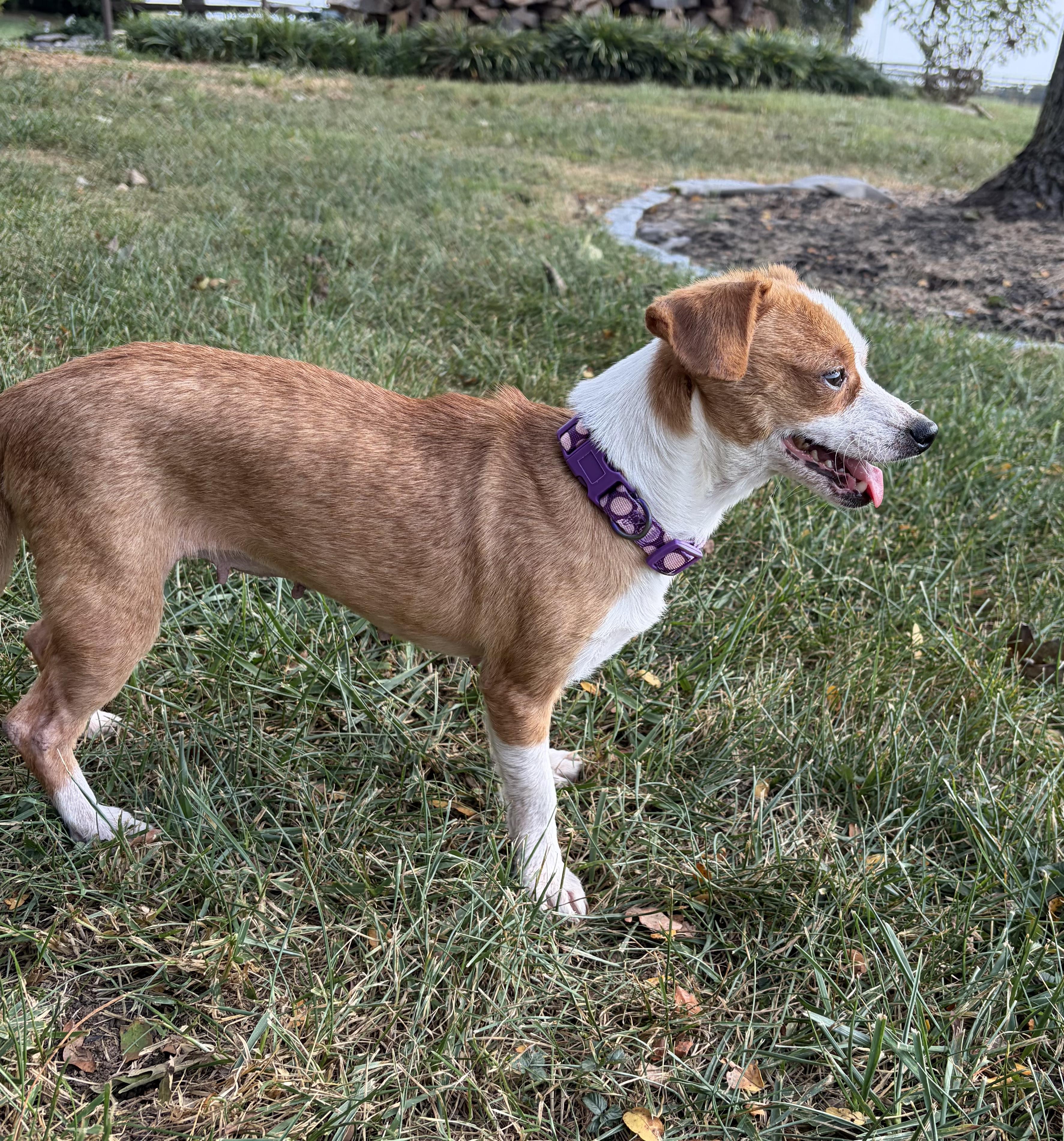 Enlarge Peachy pie, a Adoptable Chiweenie in Lexington, KY image 5/6
