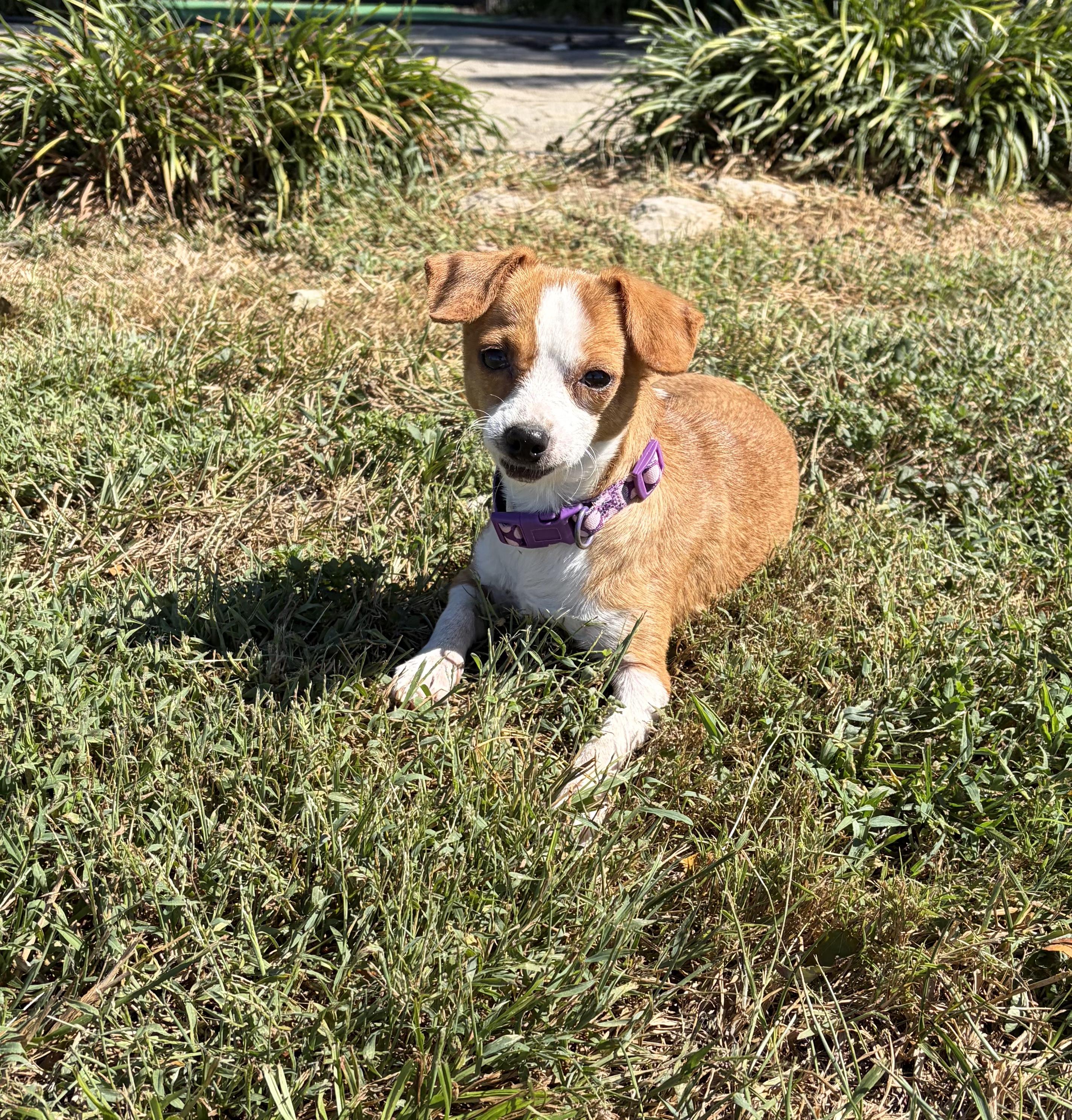 Enlarge Peachy pie, a Adoptable Chiweenie in Lexington, KY image 2/6