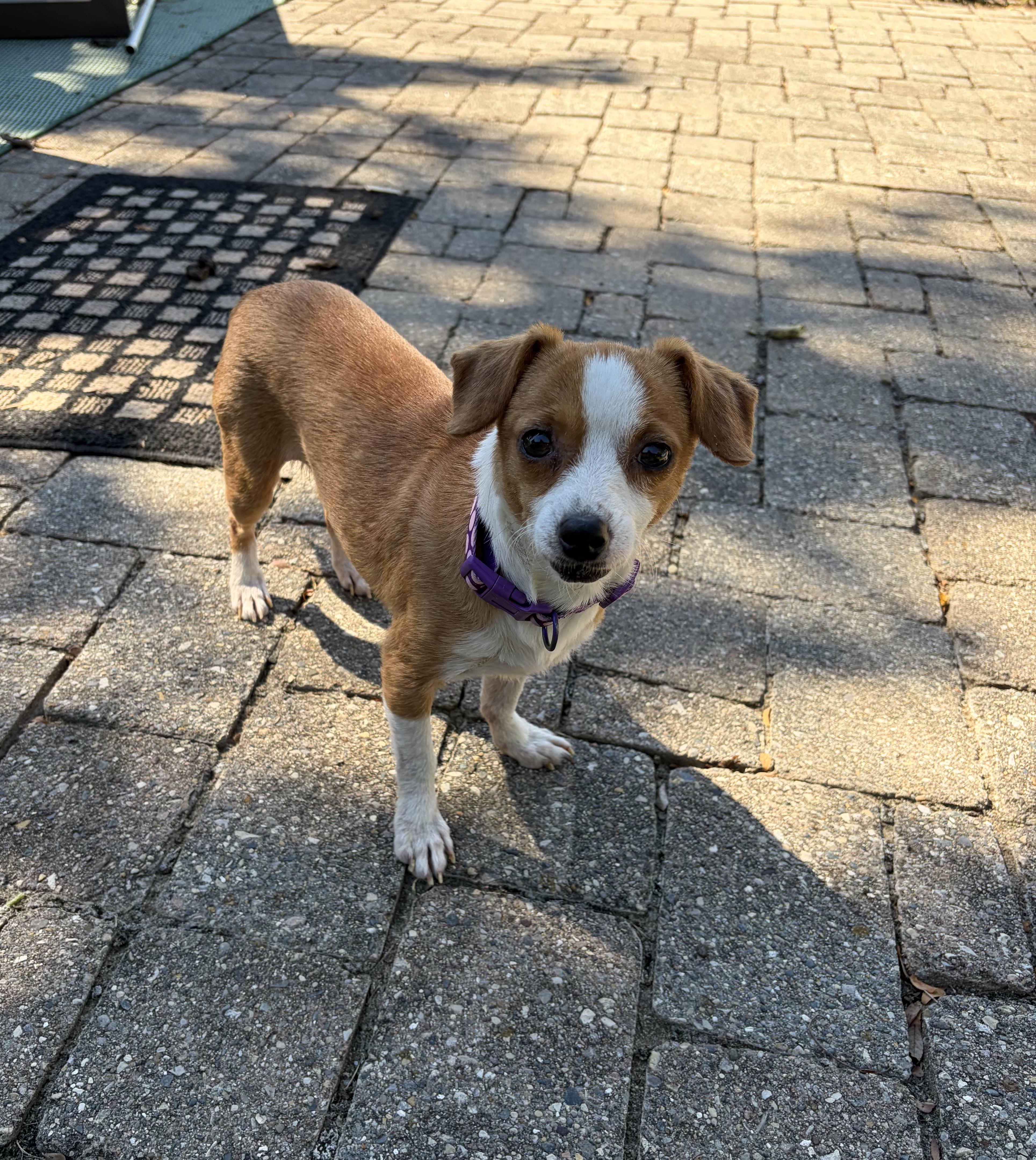Enlarge Peachy pie, a Adoptable Chiweenie in Lexington, KY image 4/6