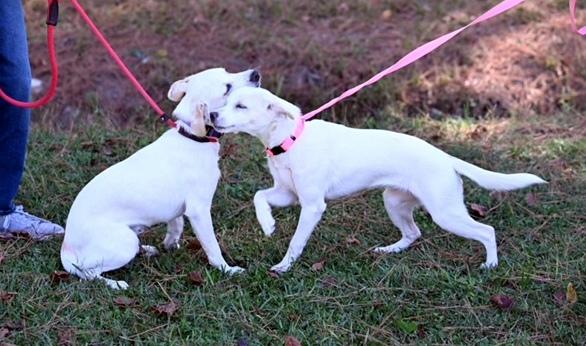 Enlarge Sophie, a Adoptable mixed breed in North Attleboro, MA image 2/3