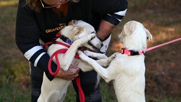 Enlarge Sophie, a Adoptable mixed breed in North Attleboro, MA image 3/3