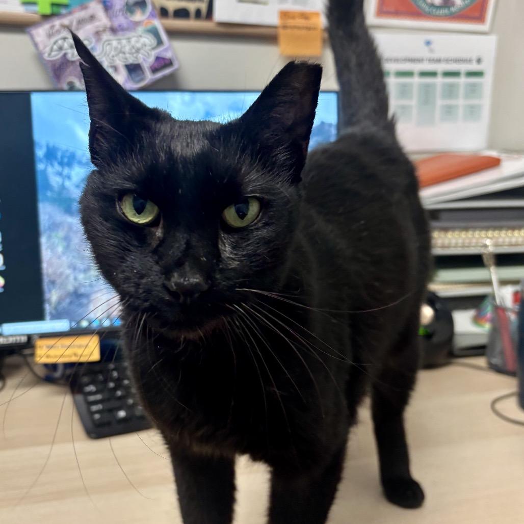 Enlarge Auzi, a Adoptable Domestic Short Hair in Murray, UT image 1/4