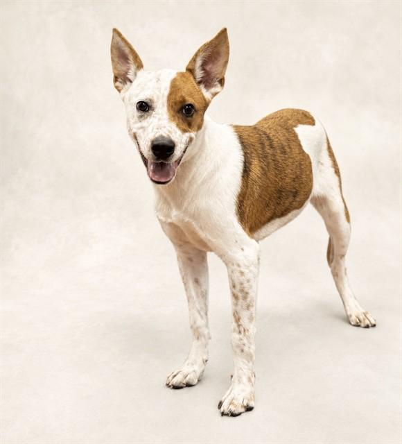 ODIN, Adoptable, Young Male Australian Cattle Dog / Blue Heeler & Pit Bull Terrier.