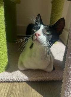 Jerry, Adoptable, Young Male Domestic Short Hair & Tuxedo.