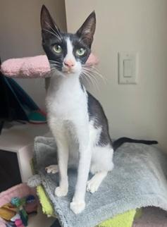Enlarge Jerry, a Adoptable mixed breed in San Francisco, CA image 2/5