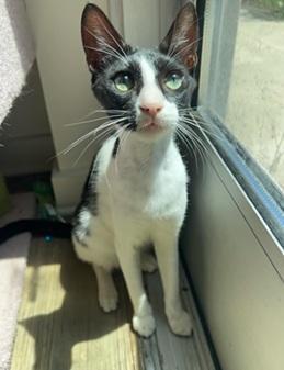 Enlarge Jerry, a Adoptable mixed breed in San Francisco, CA image 5/5
