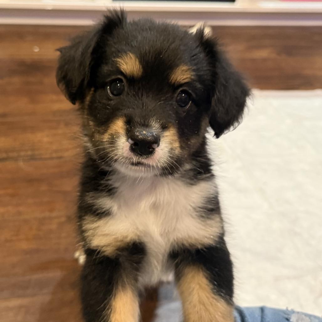 Dolly, Adoptable, Puppy Female Australian Shepherd.