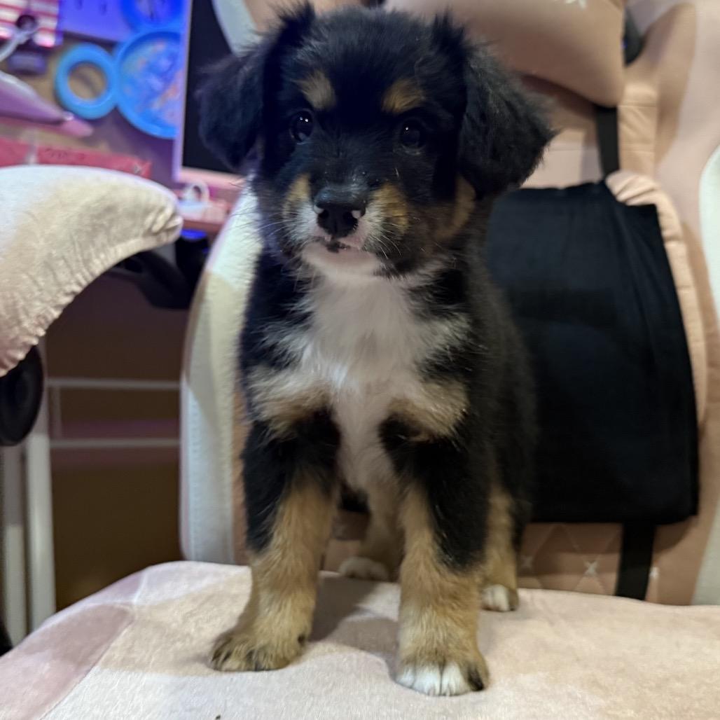 Enlarge Dolly, a Adoptable Australian Shepherd in Calimesa, CA image 3/4