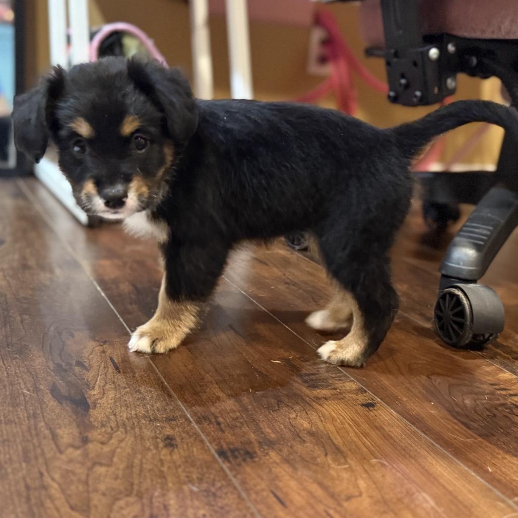 Enlarge Dolly, a Adoptable Australian Shepherd in Calimesa, CA image 4/4