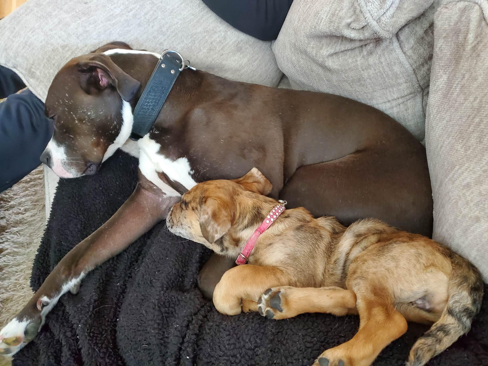 Texas, an adopted mixed breed in Edmonton, AB image 6/6