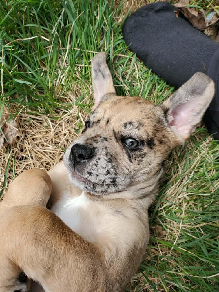 Texas, adopted, Puppy Female Mixed Breed.