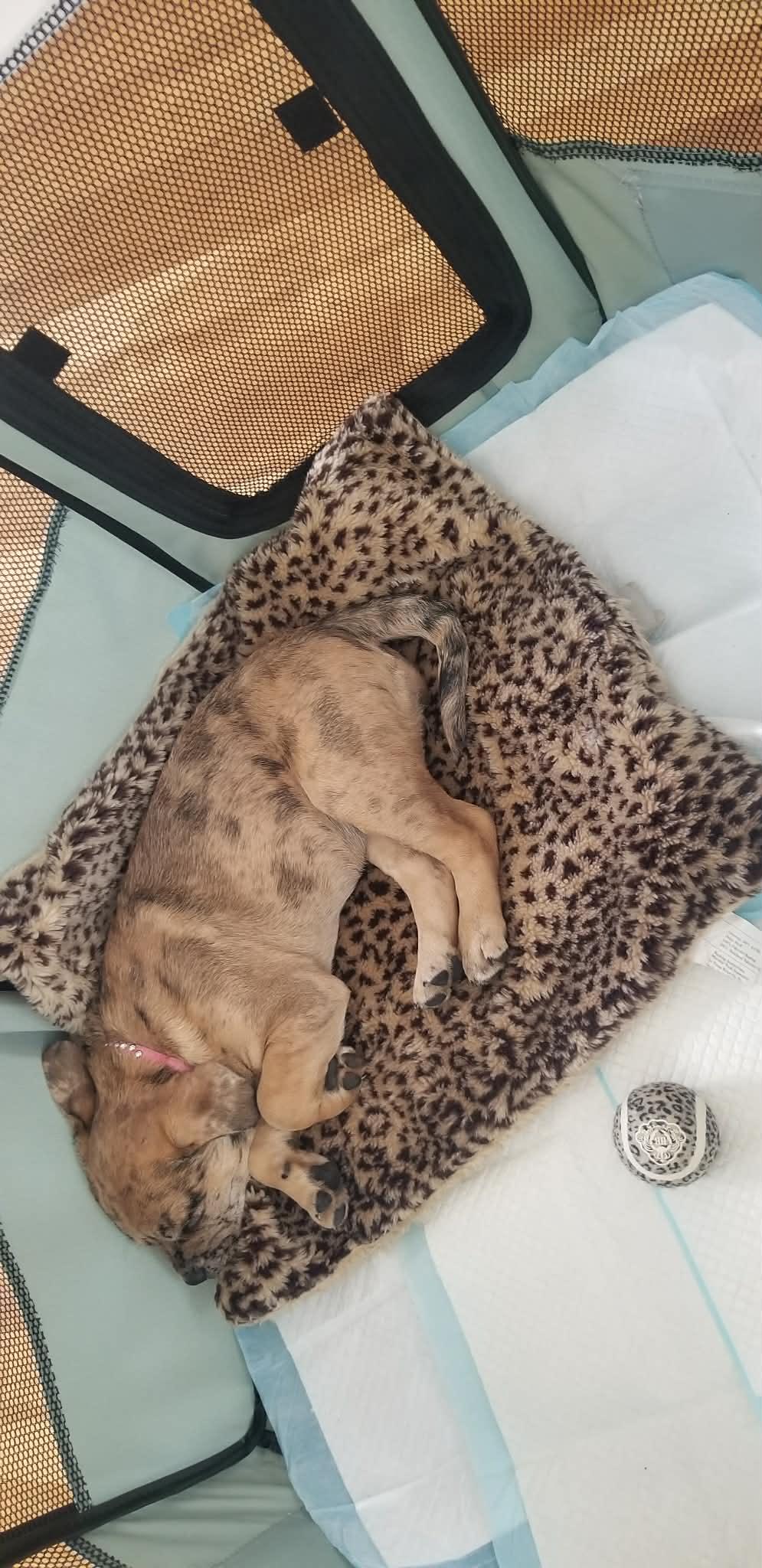 Texas, an adopted mixed breed in Edmonton, AB image 4/6