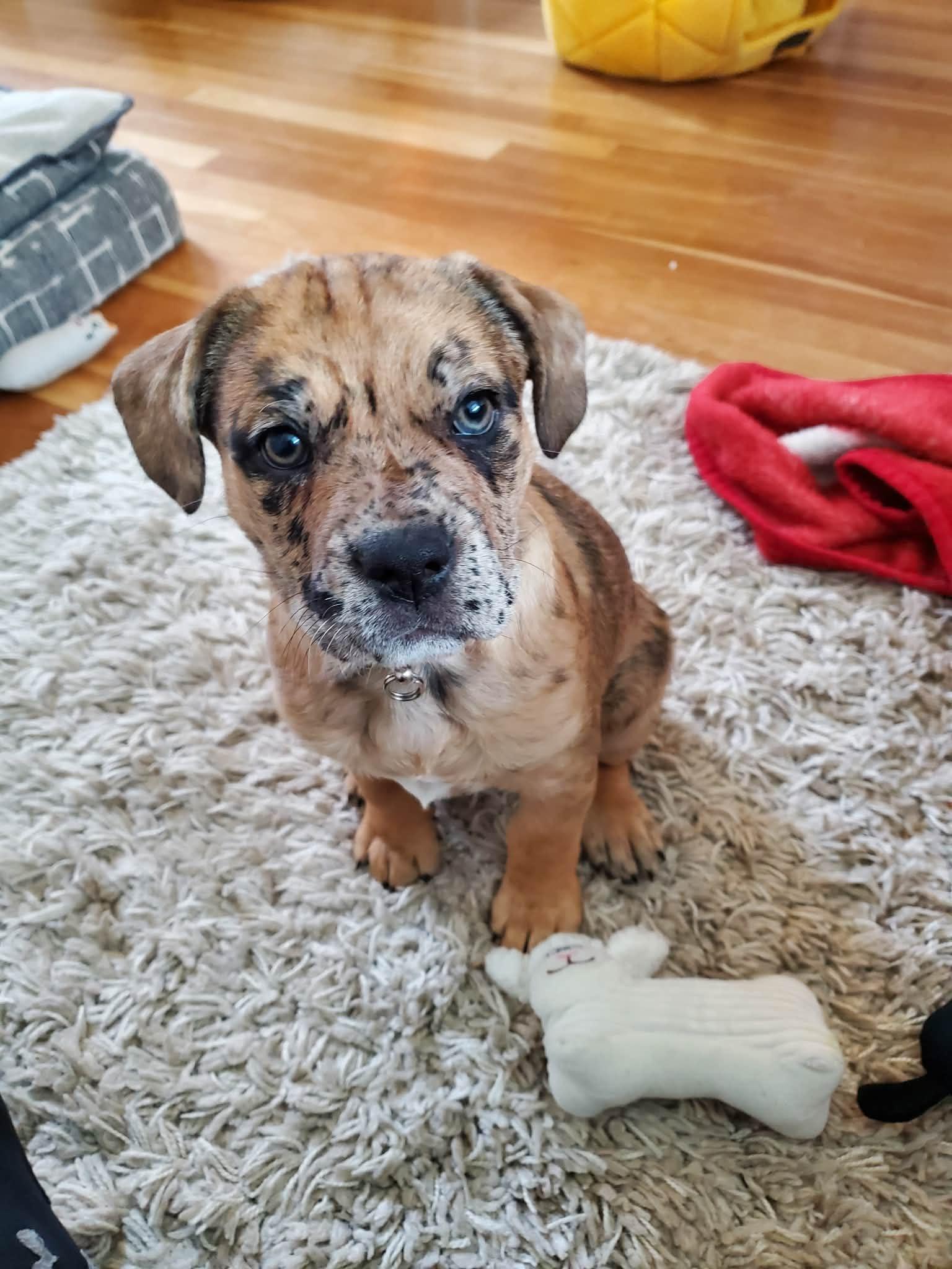 Texas, an adopted mixed breed in Edmonton, AB image 2/6