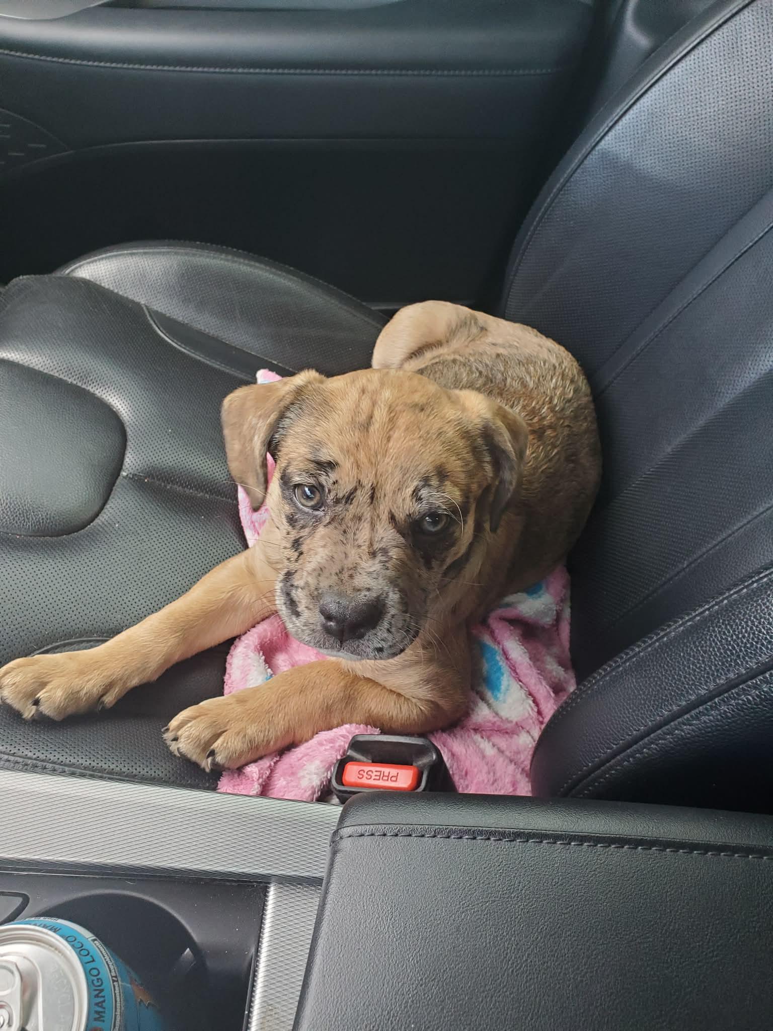 Texas, an adopted mixed breed in Edmonton, AB image 5/6