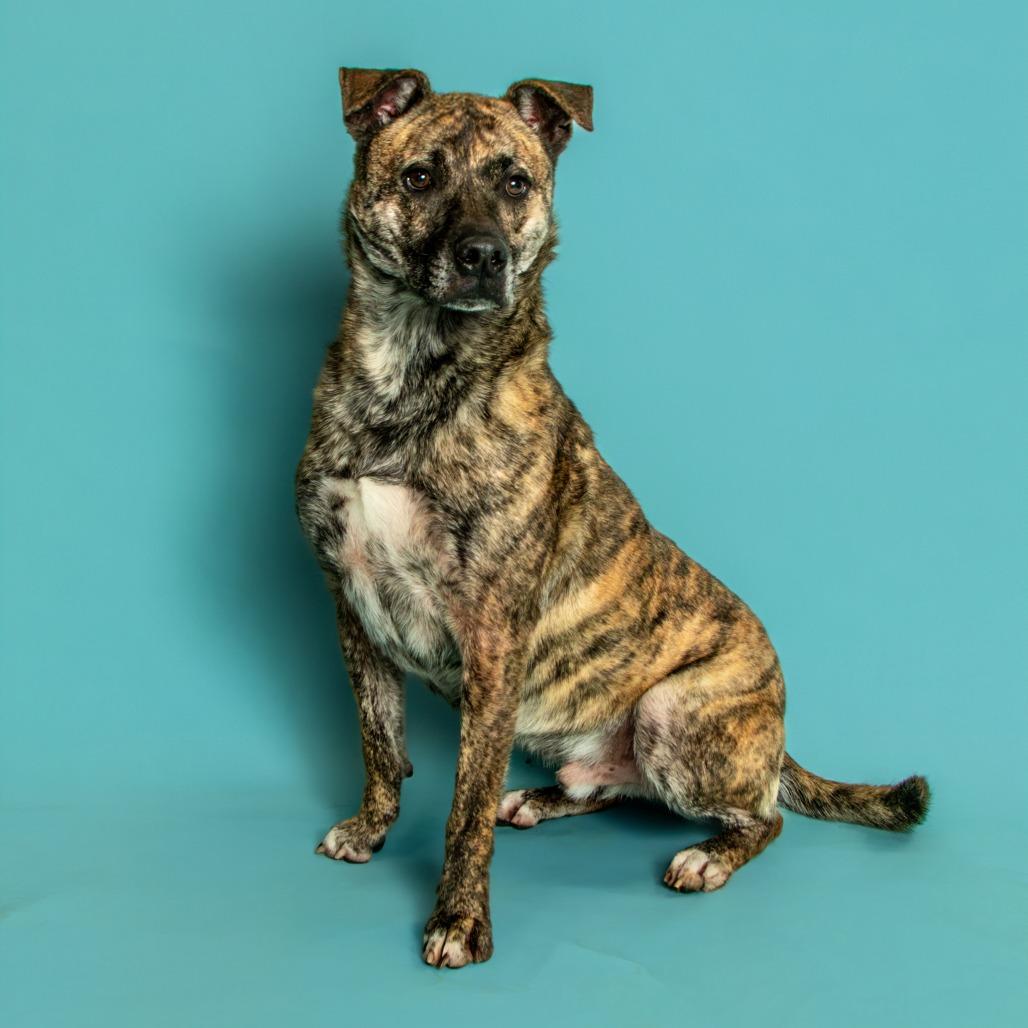 J.R., Adoptable, Adult Male Mixed Breed.