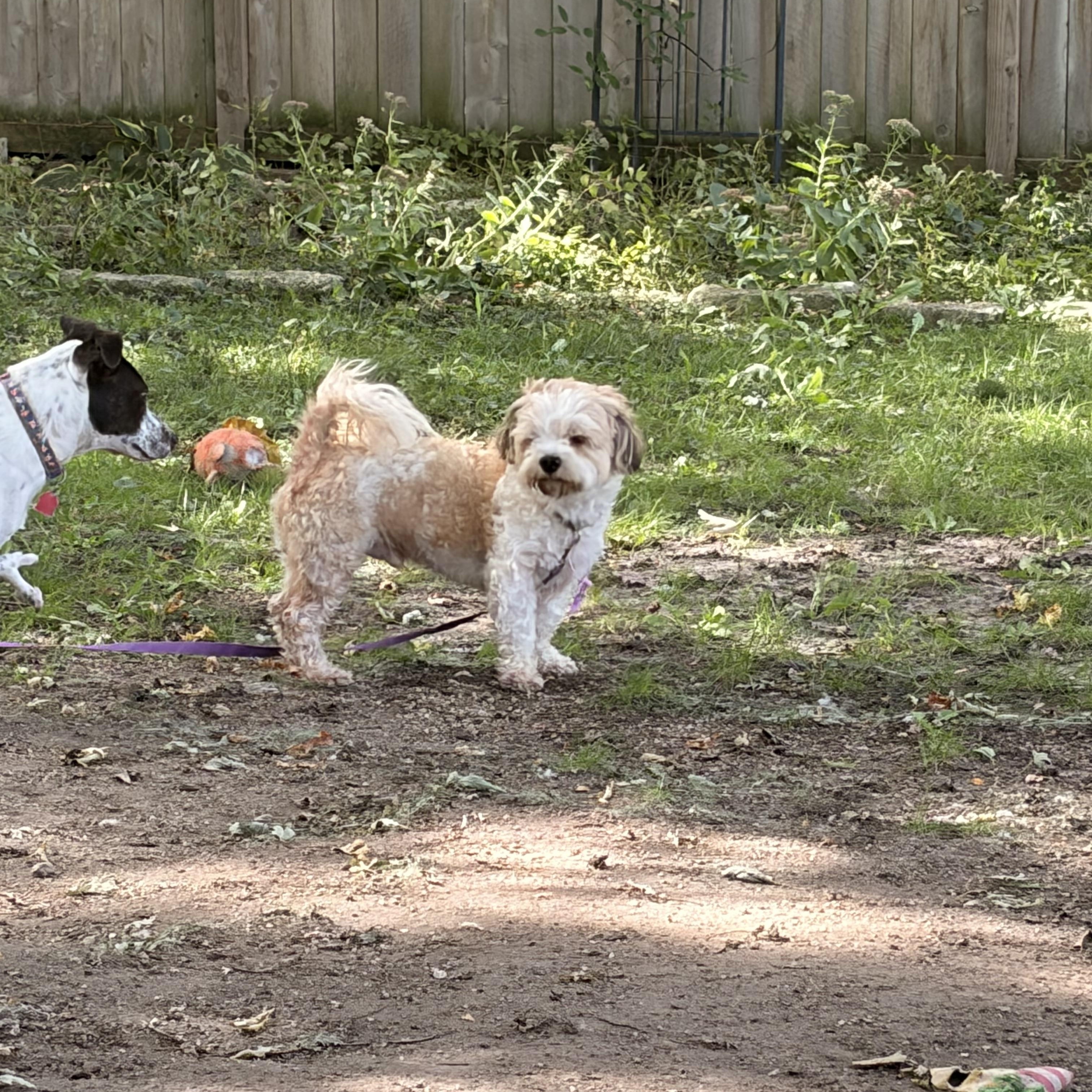 Enlarge Rambo, a Adopted mixed breed in Byron, IL image 6/6