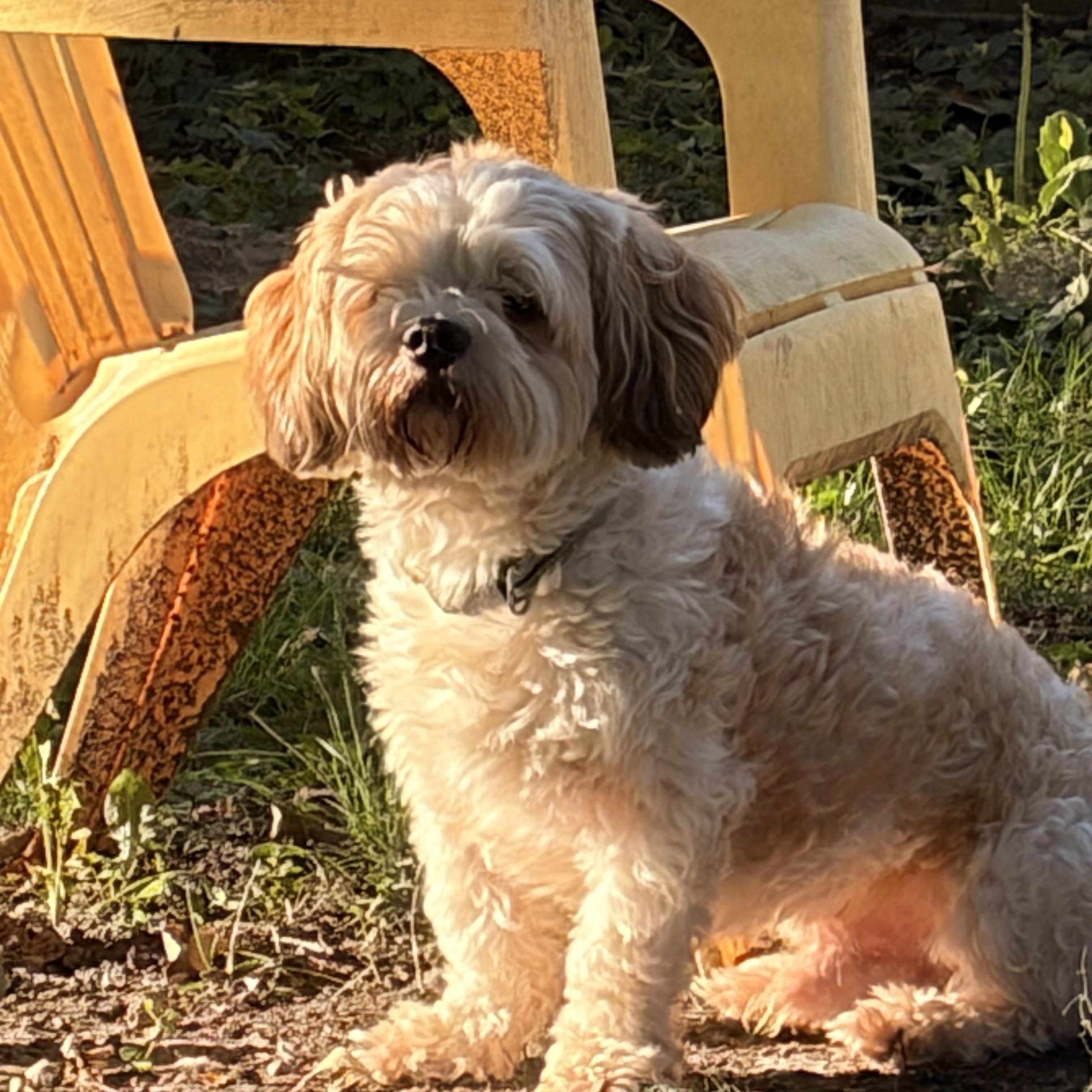 Enlarge Rambo, a Adopted mixed breed in Byron, IL image 4/6