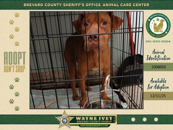 Enlarge Noelle, a Adoptable mixed breed in Melbourne, FL image 1/5