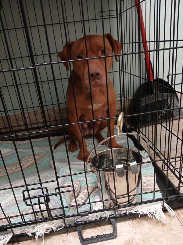 Enlarge Noelle, a Adoptable mixed breed in Melbourne, FL image 4/5