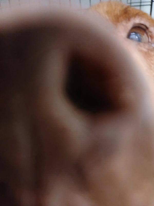 Enlarge Noelle, a Adoptable mixed breed in Melbourne, FL image 5/5