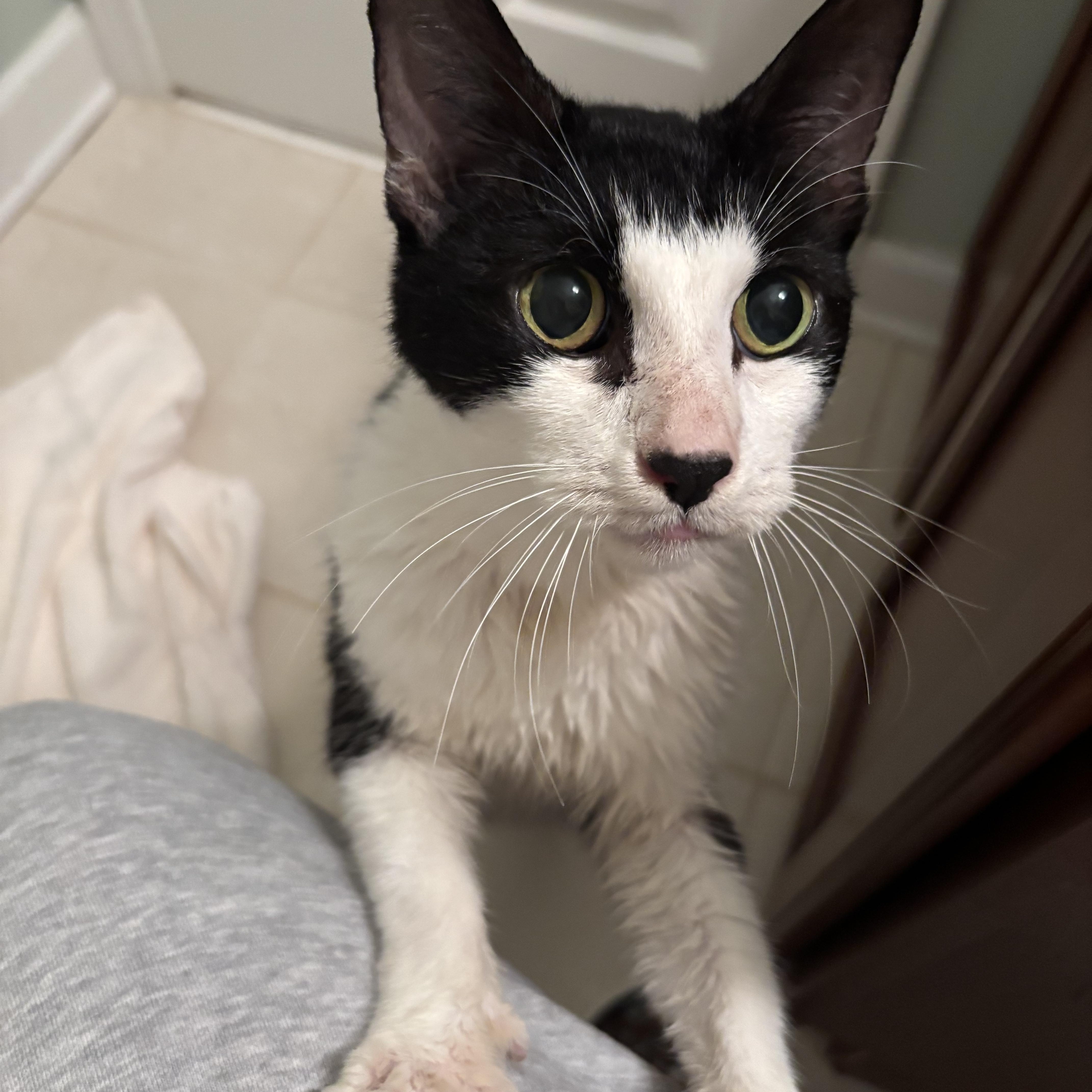 Enlarge Oreo, a Adoptable Domestic Short Hair in Athens, GA image 1/3
