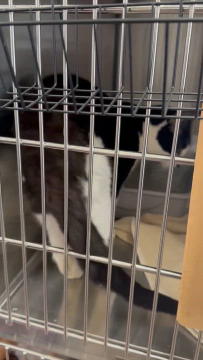 Enlarge Oreo, a Adoptable Domestic Short Hair in Athens, GA video 3/3