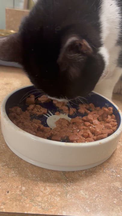 Enlarge Oreo, a Adoptable Domestic Short Hair in Athens, GA video 2/3