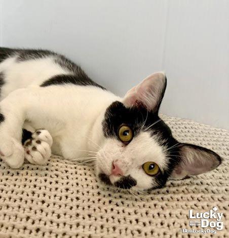 C-Rex, Adoptable, Young Male Domestic Short Hair.