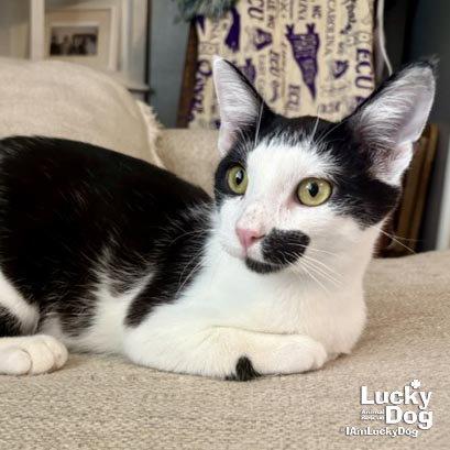 Enlarge C-Rex, a Adoptable Domestic Short Hair in Washington, DC image 2/3