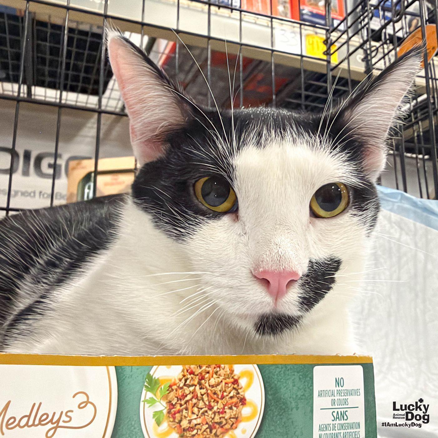 Enlarge C-Rex, a Adoptable Domestic Short Hair in Washington, DC image 3/3