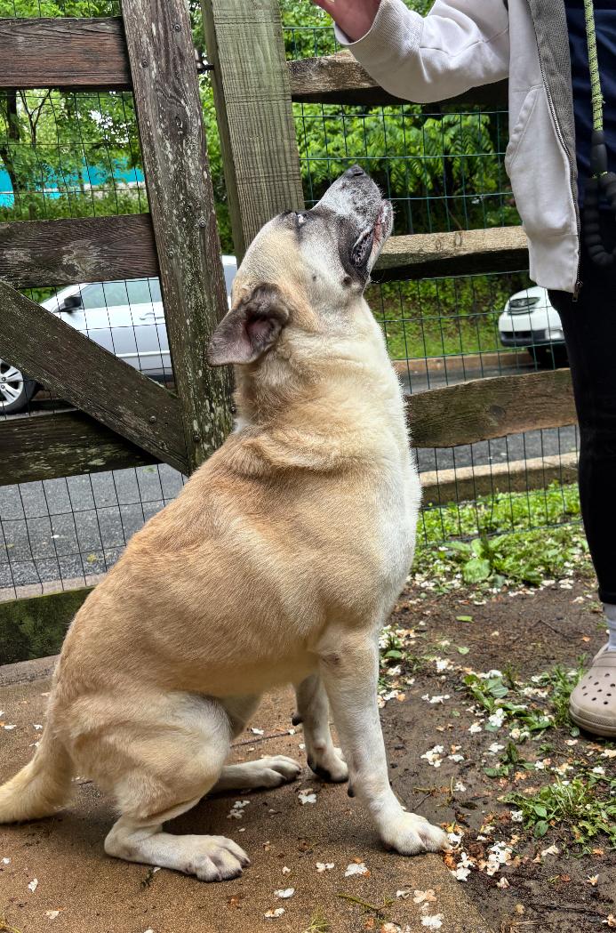 Tank, a Adoptable mixed breed in GLEN MILLS, PA image 3/5