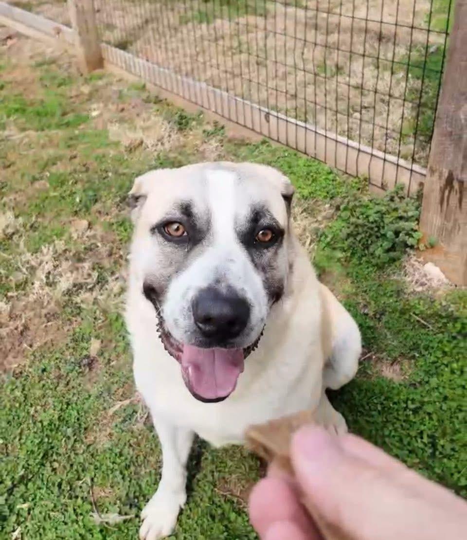Tank, a Adoptable mixed breed in GLEN MILLS, PA image 1/5