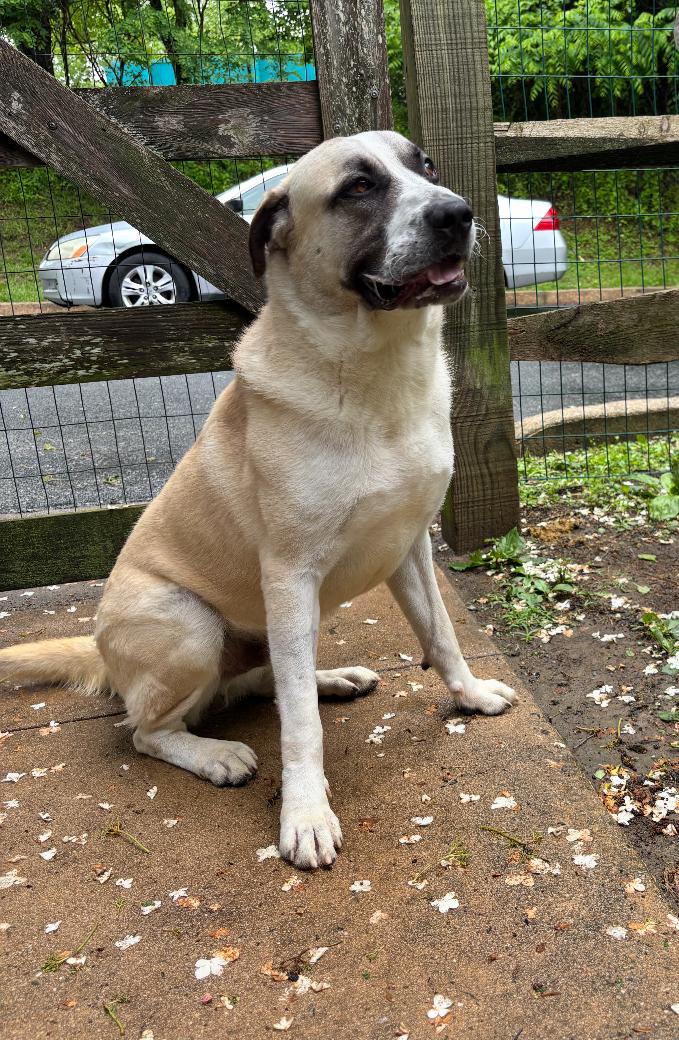 Tank, a Adoptable mixed breed in GLEN MILLS, PA image 4/5