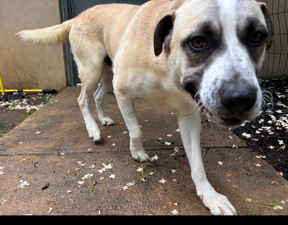 Tank, a Adoptable mixed breed in GLEN MILLS, PA image 5/5