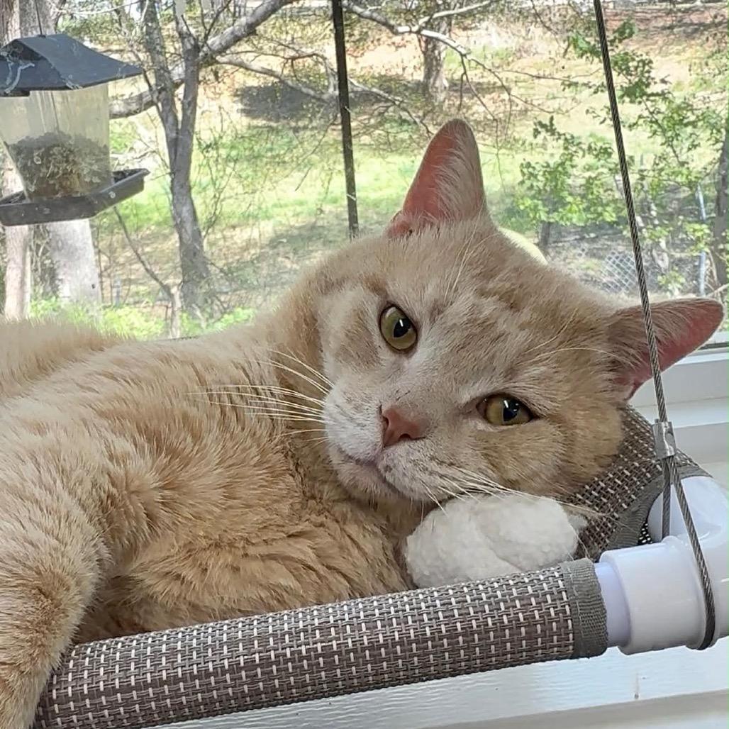 MJ, Adoptable, Adult Male Domestic Short Hair.