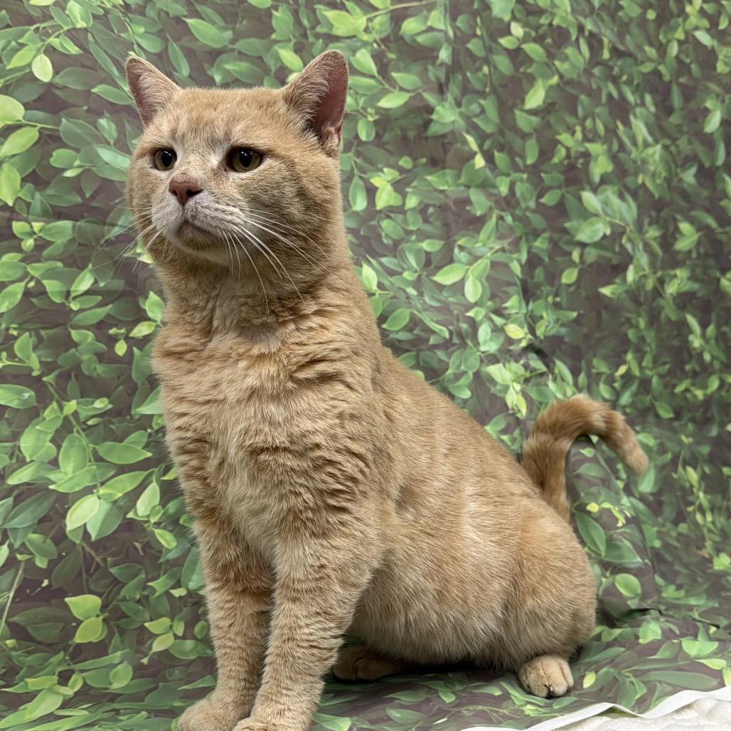 Enlarge MJ, a Adoptable Domestic Short Hair in Walnut Cove, NC image 2/6