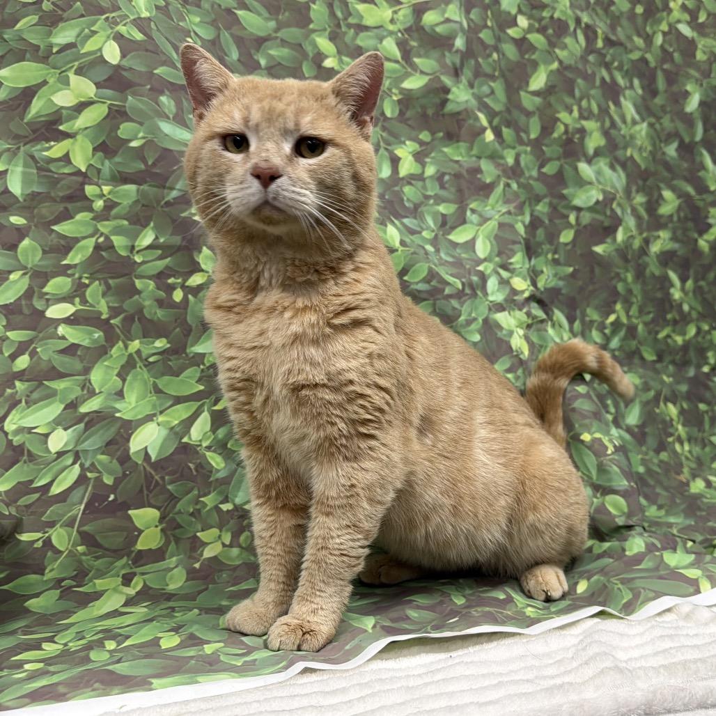 Enlarge MJ, a Adoptable Domestic Short Hair in Walnut Cove, NC image 3/6