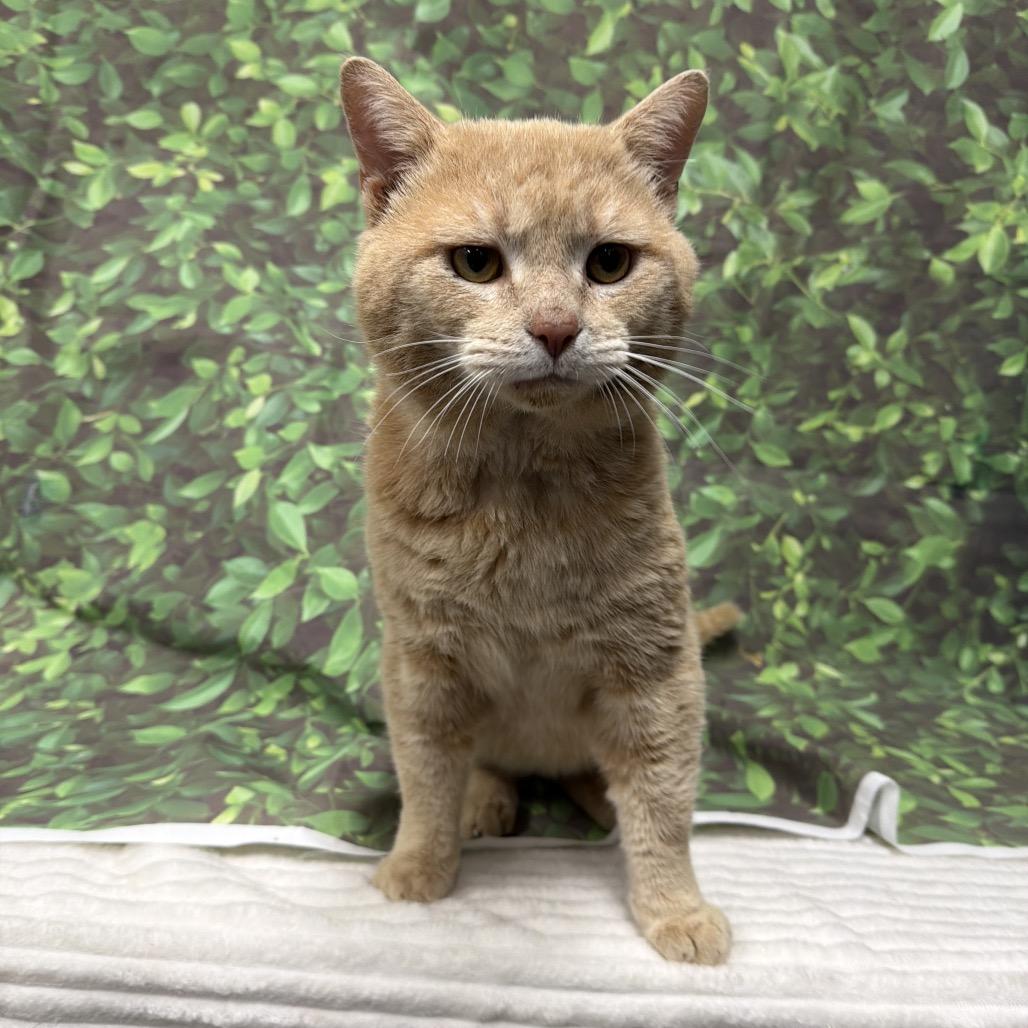 Enlarge MJ, a Adoptable Domestic Short Hair in Walnut Cove, NC image 4/6