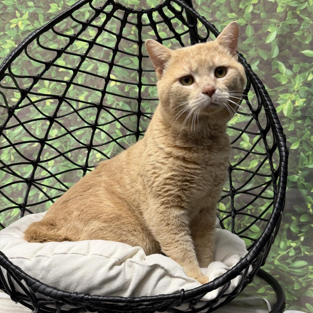 Enlarge MJ, a Adoptable Domestic Short Hair in Walnut Cove, NC image 5/6